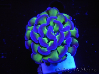 WYSIWYG Euphyllia paraancora Bicolor 2 heads (Mariculture acclimaté sous LED) 4A2