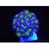 WYSIWYG Euphyllia paraancora Bicolor 2 heads (Mariculture acclimaté sous LED) 4A2