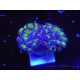 WYSIWYG Euphyllia paraancora Hologram 2 heads (Mariculture acclimaté sous LED) 4A3