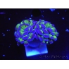 WYSIWYG Euphyllia paraancora Hologram 2 heads (Mariculture acclimaté sous LED) 4A3