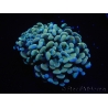 WYSIWYG Euphyllia paraancora Grafted (Mariculture acclimaté sous LED) 4B2
