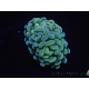 WYSIWYG Euphyllia paraancora Olive (Mariculture acclimaté sous LED) 4F5