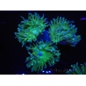 WYSIWYG Duncanopsammia axifuga Green 12J1