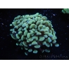 WYSIWYG Euphyllia paraancora Grafted (Mariculture acclimaté sous LED) 4B2