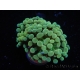 WYSIWYG Euphyllia paraancora Yellow Speckeled (Mariculture acclimaté sous LED) 4B3
