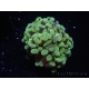WYSIWYG Euphyllia paraancora Olive 2 heads (Mariculture acclimaté sous LED) 4F2
