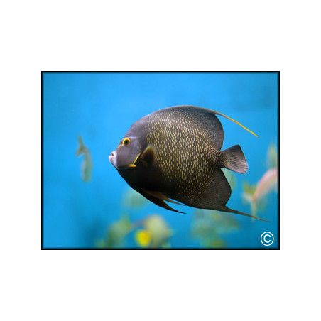 Pomacanthus paru adulte