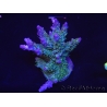 WYSIWYG- RAH Acropora Purple Haze 5B1