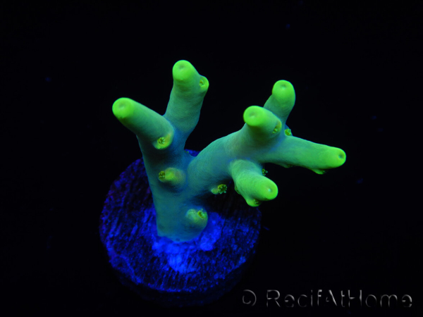 WYSIWYG RAH Acropora caroliniana Banana 5T1