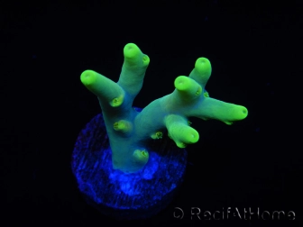 WYSIWYG RAH Acropora caroliniana Banana 5T1