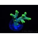 WYSIWYG RAH Acropora caroliniana Banana 5T1
