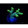 WYSIWYG RAH Acropora caroliniana Banana 5T1