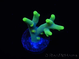 WYSIWYG RAH Acropora caroliniana Banana 5T1