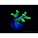 WYSIWYG RAH Acropora caroliniana Banana 5T1