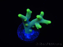 WYSIWYG RAH Acropora caroliniana Banana 5T1
