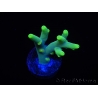 WYSIWYG RAH Acropora caroliniana Banana 5T1