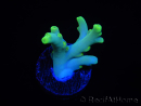 WYSIWYG RAH Acropora caroliniana Banana 5T3