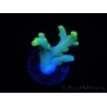 WYSIWYG RAH Acropora caroliniana Banana 5T3