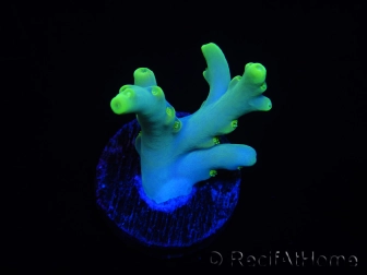 WYSIWYG RAH Acropora caroliniana Banana 5T3