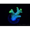 WYSIWYG RAH Acropora caroliniana Banana 5T3