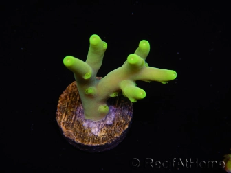 WYSIWYG RAH Acropora caroliniana Banana 5T1