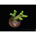 WYSIWYG RAH Acropora caroliniana Banana 5T1