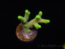 WYSIWYG RAH Acropora caroliniana Banana 5T1