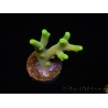 WYSIWYG RAH Acropora caroliniana Banana 5T1