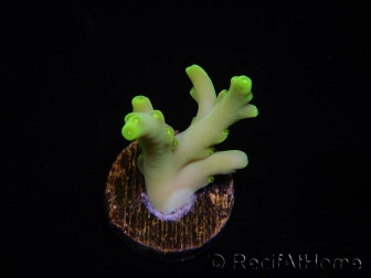 WYSIWYG RAH Acropora caroliniana Banana 5T3