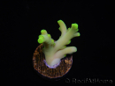 WYSIWYG RAH Acropora caroliniana Banana 5T3