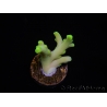 WYSIWYG RAH Acropora caroliniana Banana 5T3