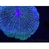 WYSIWYG - Cycloseris sp Ultra Blue Green tentacles 2 (6 cm)