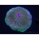 WYSIWYG - Cycloseris sp Ultra Blue Green tentacles 2 (6 cm)