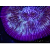 WYSIWYG - RAH Fungia fungites Purple élevage RAH 11 (6 cm)