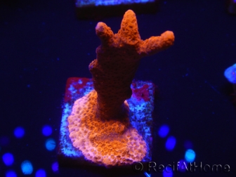 WYSIWYG montipora  rouge pousse rouge 1P3