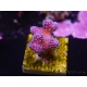 WYSIWYG Stylophora Pink Blue Polyps 1J6