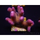 WYSIWYG Stylophora pistillata Pink 1F1