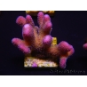 WYSIWYG Stylophora pistillata Pink 1F1