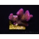 WYSIWYG Stylophora pistillata Pink 1F2