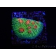WYSIWYG - RAH Echinophyllia Bubble Gum Monster 21A5