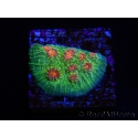 WYSIWYG - RAH Echinophyllia Bubble Gum Monster 21A5