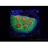 WYSIWYG - RAH Echinophyllia Bubble Gum Monster 21A5