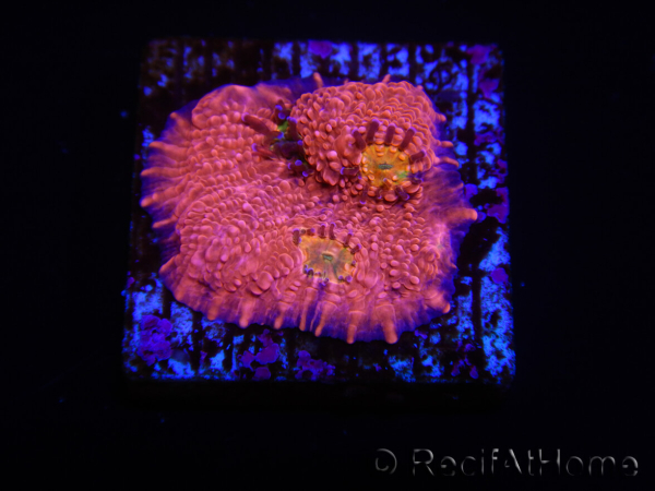 WYSIWYG - RAH Echinophyllia Barbie Girl 21A9