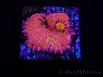 WYSIWYG - RAH Echinophyllia Barbie Girl 21A9