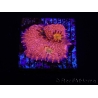 WYSIWYG - RAH Echinophyllia Barbie Girl 21A9