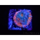 WYSIWYG - RAH Echinophyllia Kaleidoscope 21C7