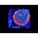WYSIWYG - RAH Echinophyllia Kaleidoscope 21C7