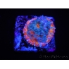 WYSIWYG - RAH Echinophyllia Kaleidoscope 21C7