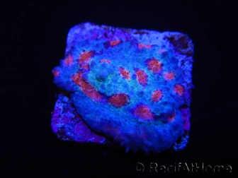 WYSIWYG - RAH Mycedium Ladybug 21F1