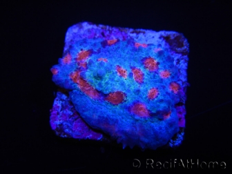 WYSIWYG - RAH Mycedium Ladybug 21F1